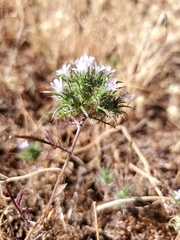 Navarretia tagetina
