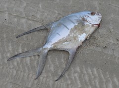 Trachinotus goodei