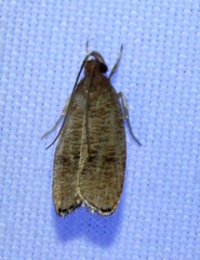 Psilocorsis cryptolechiella