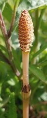 Equisetum arvense