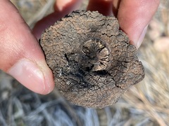 Kopsiopsis strobilacea