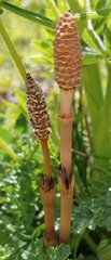 Equisetum arvense