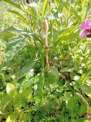 Equisetum arvense