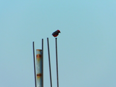 Pyrocephalus rubinus