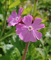 Silene dioica