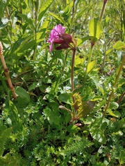 Silene dioica