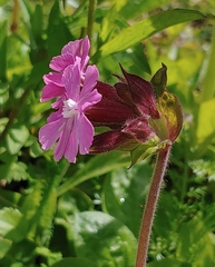 Silene dioica