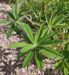 Lupinus