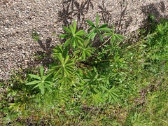 Lupinus