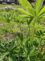 Lupinus