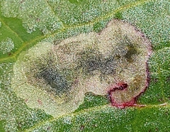 Pegomya bicolor
