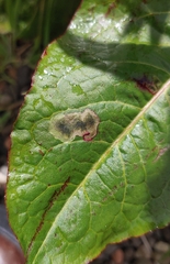Pegomya bicolor