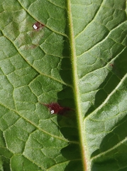 Pegomya bicolor