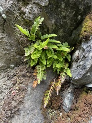 Polypodium amorphum