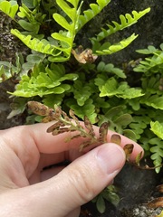 Polypodium amorphum