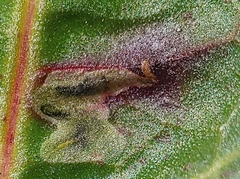 Pegomya bicolor