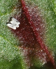 Pegomya bicolor