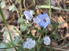 Nemophila menziesii menziesii