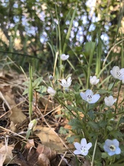 Nemophila menziesii menziesii