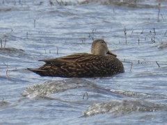 Anas fulvigula image