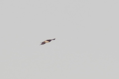 Turdus pilaris