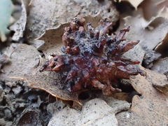 Cynips quercusechinus