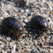 Globose Dune Beetle - Photo (c) Asa Spade, some rights reserved (CC BY-NC), uploaded by Asa Spade