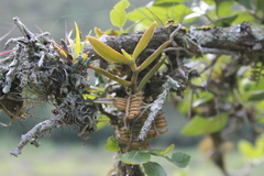 Campylocentrum micranthum