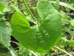 Aristolochia contorta
