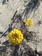 Erysimum menziesii