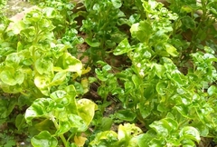 Alternanthera sissoo