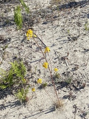 Erysimum menziesii