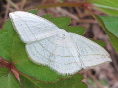 Ditrigona conflexaria