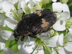 Glycyphana fulvistemma