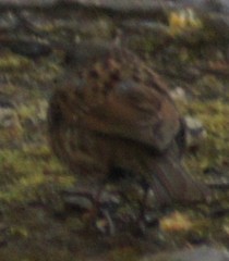 Prunella modularis