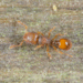Mayriella abstinens