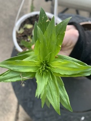 Lilieae
