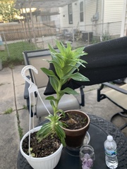 Lilieae