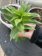 Lilieae