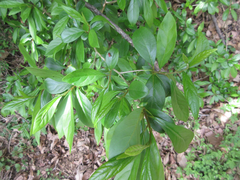 Lindera erythrocarpa