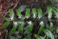 Capparis acutifolia