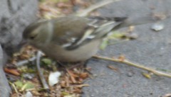 Fringilla coelebs