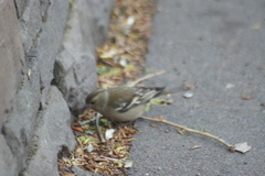 Fringilla coelebs