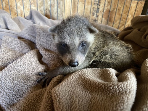 Common Raccoon photographed in Tennessee