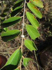 Grewia bicolor