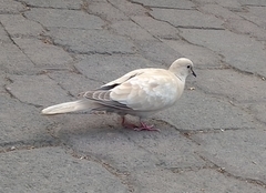 Streptopelia decaocto