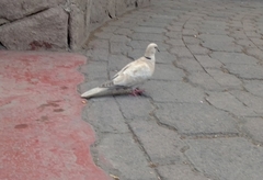 Streptopelia decaocto
