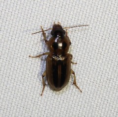 Stenolophus binotatus
