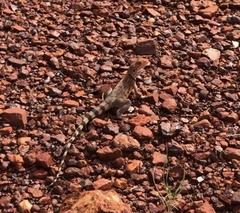 Ctenophorus caudicinctus