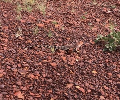 Ctenophorus caudicinctus